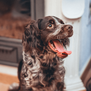 are montenegrin mountain hound hypoallergenic