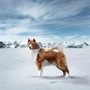 Perro Esquimal Canadiense