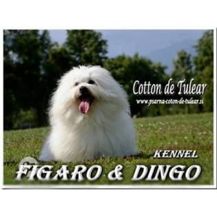 Figaro & Dingo