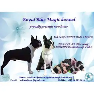 Royal Blue Magic I