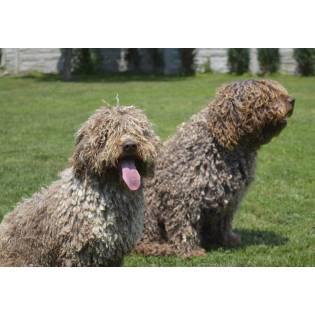 is there a copper kennel spanish water dog