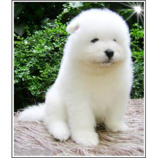 White Siberiansuny Samoyed Kennel