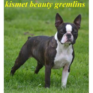 KISMET BEAUTY GREMLINS