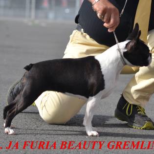 Ch. JA FURIA BEAUTY GREMLINS