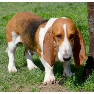 LANCELOT DE LA PETITE DORDOGNE