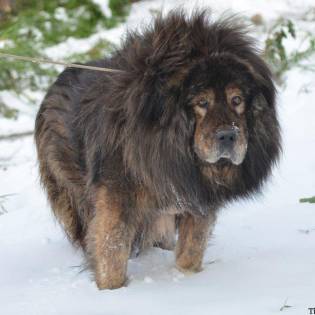 Drokpa Tibetan Mastiff