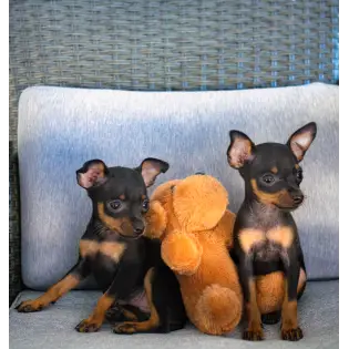 Prague ratter Prazsky Krysarik demo photo