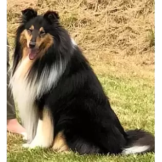 hyper hounds shelties