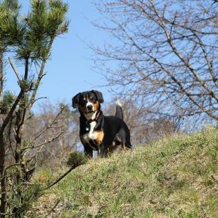 how often should you walk your serbian hound puppy