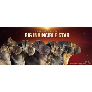 Big Invincible Star