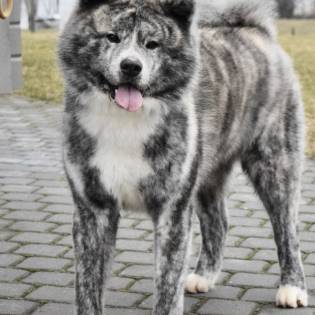 Akita inu  kennel Mokaito