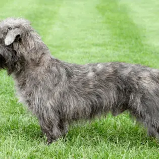 Irischer Glen of Imaal terrier