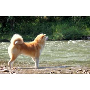 Gonshiro Go Di Bordakitainu Kensha