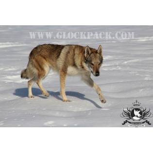 Jillian di Lu per Glock Pack