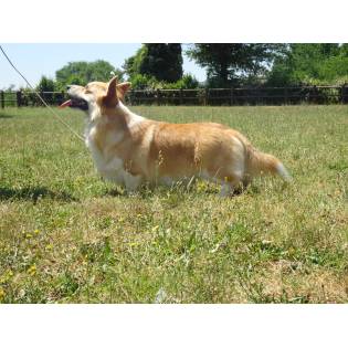 Kennel Vanth welsh corgi pembroke