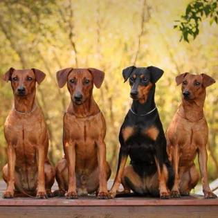 german pinscher breeders near me