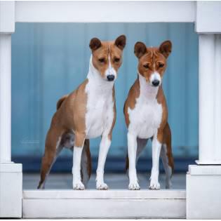 can a basenji live in netherlands