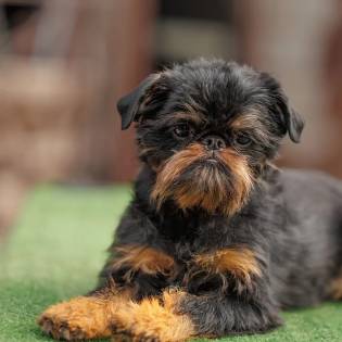 MP Oscar de la Xoiya