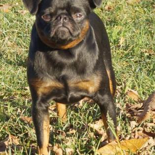 Imgosbull Blubberella