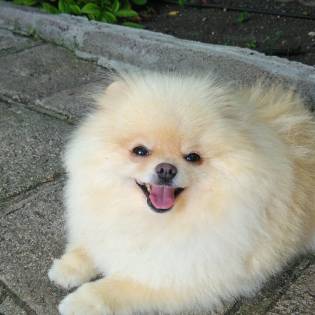 HOLLY POM KENNEL