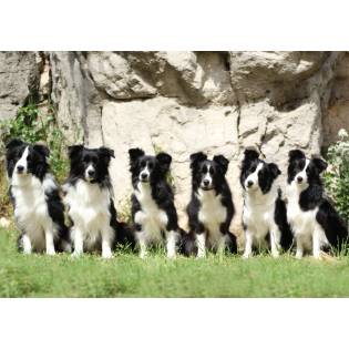 Glaendale Border Collies