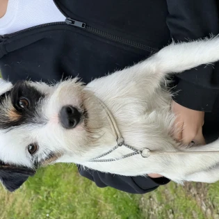 vasco des very important parson