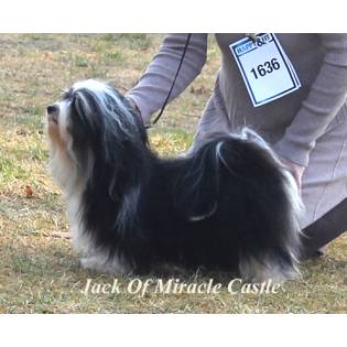 Jack Of Miracle Castle