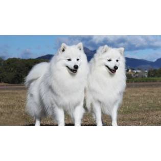 Japanese Spitz Breeders