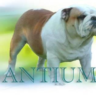 ANTIUM