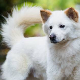 are montenegrin mountain hound hypoallergenic