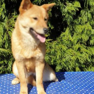 canaan puppies for sale