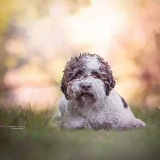 Romanjanski pas za vodu - Tartufar