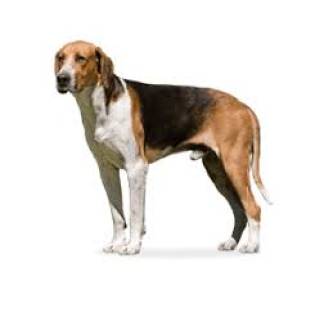 Large Anglo-French Tricolour Hound characteristics