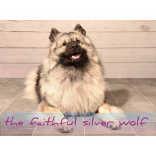 the faithful silver wolf