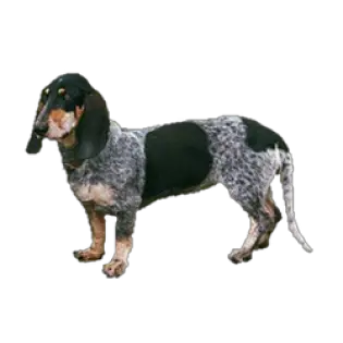 Petit Chien Courant Suisse Lucernois Caractéristiques