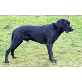 Majorcan Shepherd Dog Long Haired Characteristics