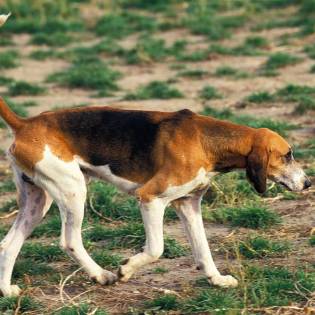 are montenegrin mountain hound hypoallergenic