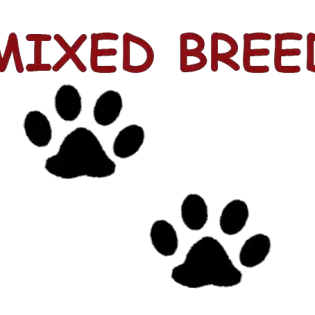 Mixed breed
