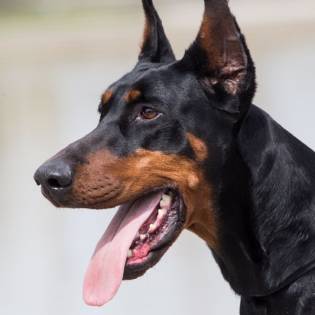 Kalezzis Dobermann Kennel