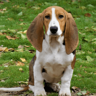 how often should you walk your serbian hound puppy