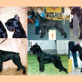 Giant schnauzer breeders fashion west coast