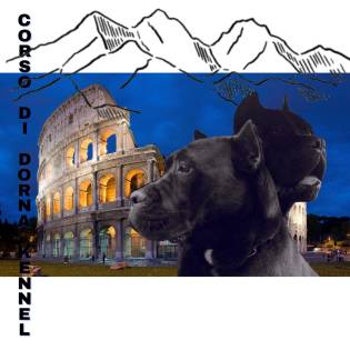 Corso di Dorna Kennel