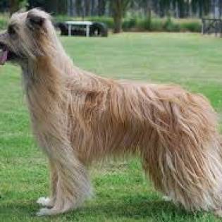 Breeds World Dog Finder Buy Or Adopt Dogs