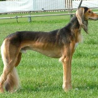Saluki Feathered Characteristics