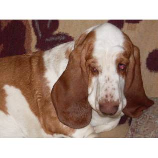 DonBasset