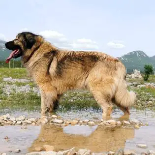 Jugoslawischer Hirtenhund - Sarplaninac