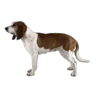 Petit Chien Courant Suisse Schwytzois Caractéristiques