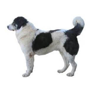 Chien De Berger Roumain De Bucovine Caractéristiques