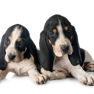 how often should you walk your serbian hound puppy