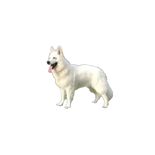 Berger Blanc Suisse Caractéristiques